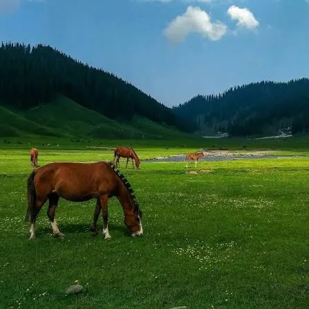 4 Nights 5 Days Kashmir Tour Package