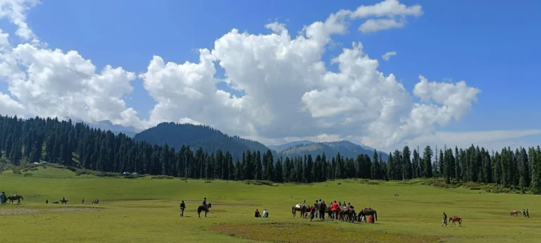 Doodhpathri day trip itinerary from Srinagar — green meadow and pine forest