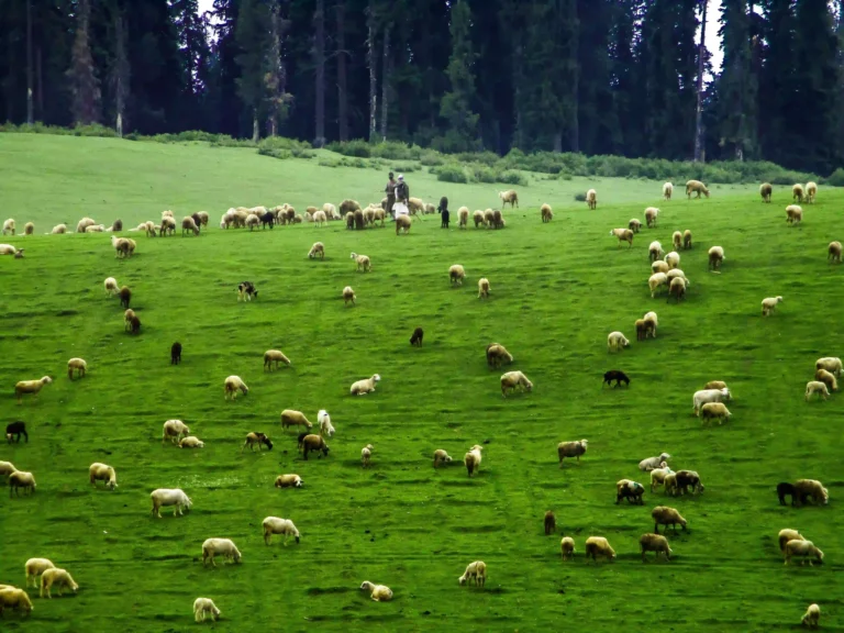 Srinagar Gulmarg Pahalgam tour package — Gulmarg gondola and meadow view