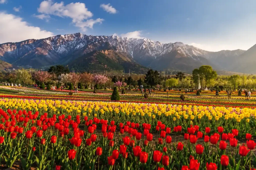 Tulip Garden Srinagar: 2026 Bloom Dates & Tickets